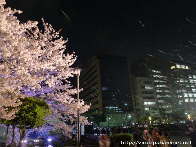 上之橋 櫻吹雪