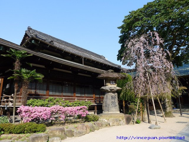 櫛田神社櫻花1