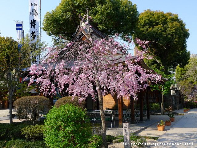 櫛田神社櫻花2