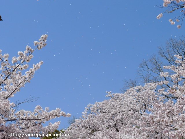 萬博紀念公園 櫻吹雪