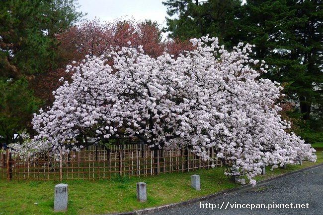 京都御苑