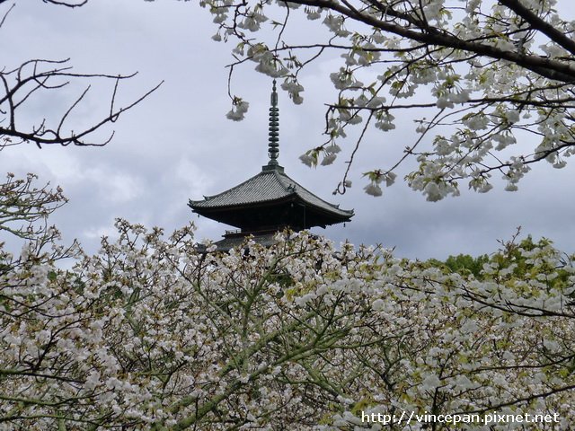 仁和寺御室櫻