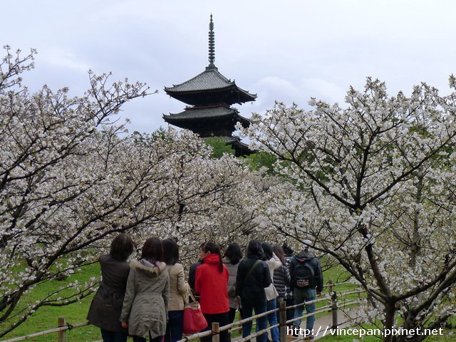 仁和寺  御室櫻 塔