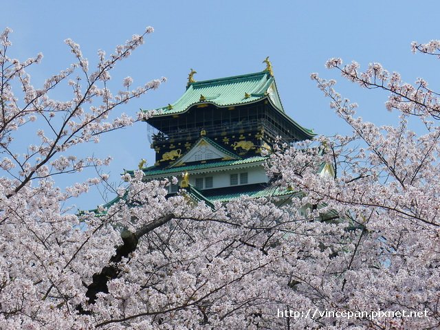 天守閣櫻花11
