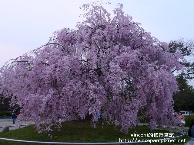 平安神宮前枝垂櫻