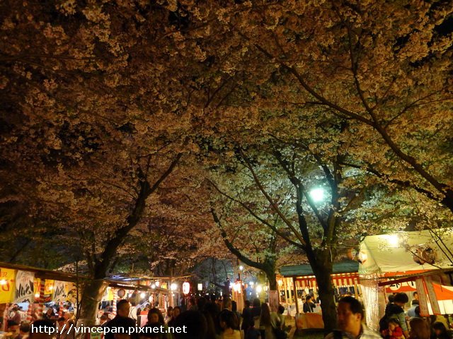 平野神社 夜櫻