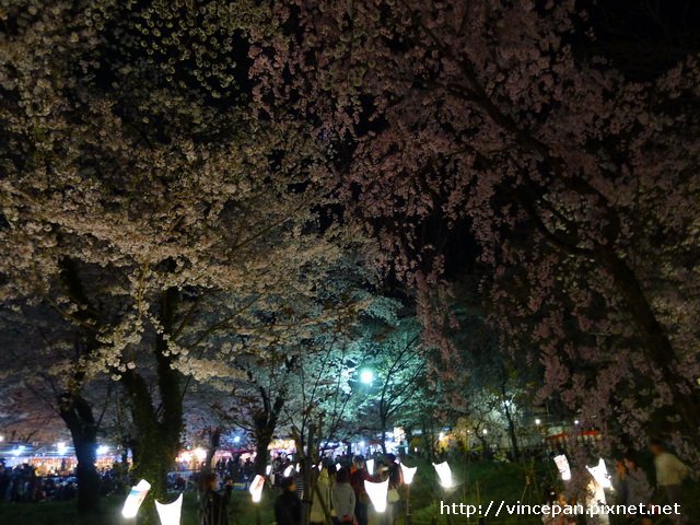 平野神社 夜櫻3