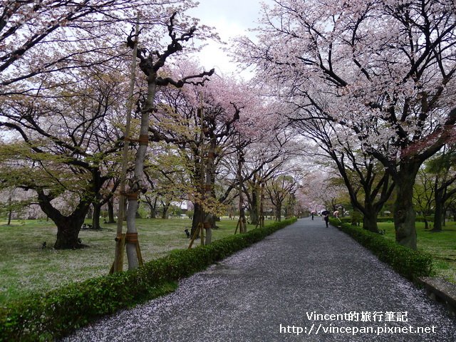 清流園旁櫻花