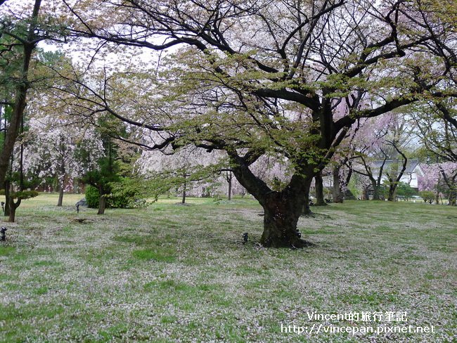 清流園櫻花地毯1