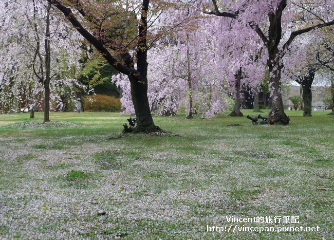 清流園櫻花地毯2