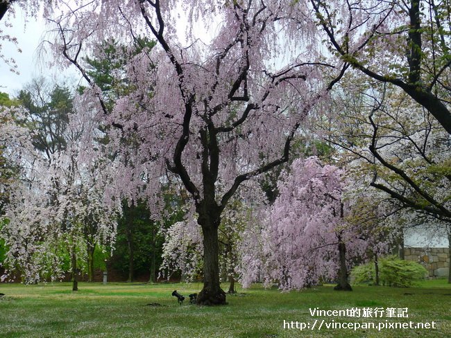 清流園櫻花1