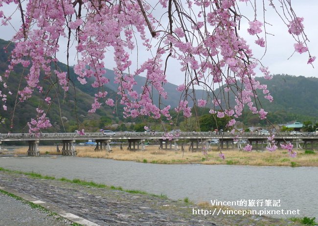 渡月橋  櫻花3