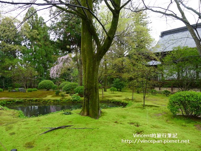 廣隆寺 青苔