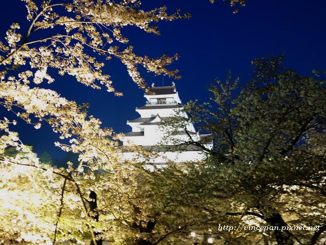 會津若松城 櫻花 夜5