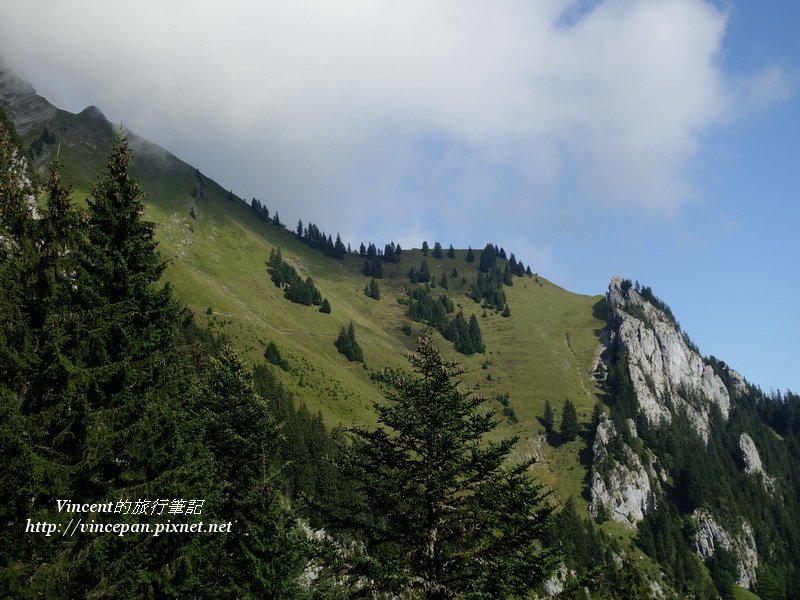 山坡樹林1