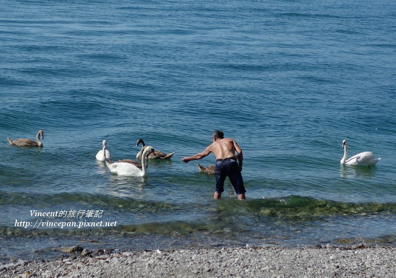 天鵝 人餵食