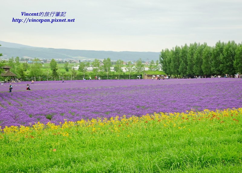 富田農場薰衣草