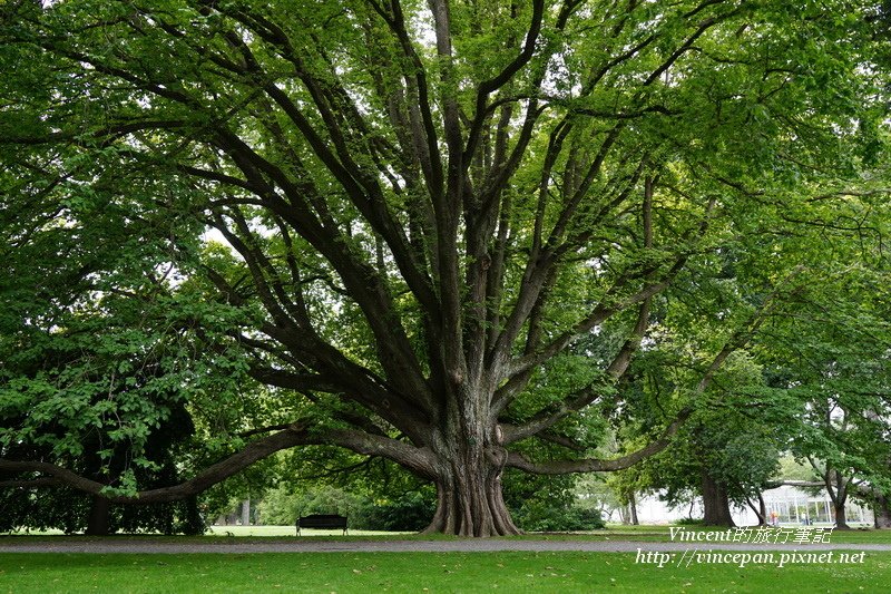 Botanic Garden tree