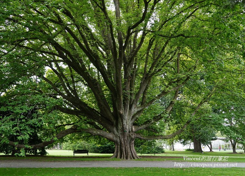 Botanic Garden big tree