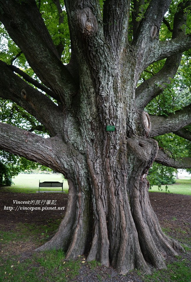 Botanic Garden tree 1