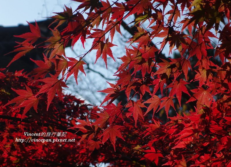 永觀堂的紅葉