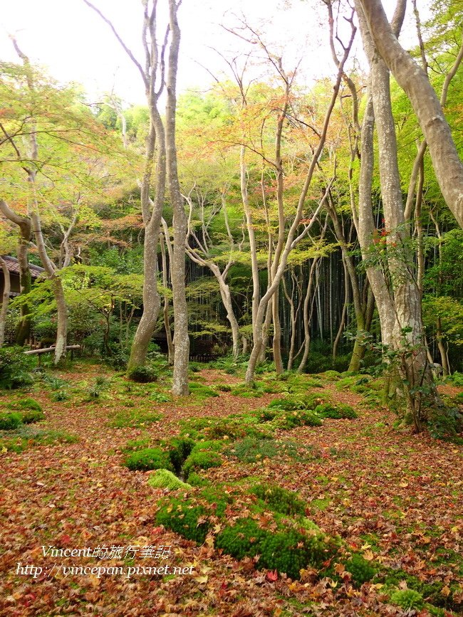 祇王寺 森林 直