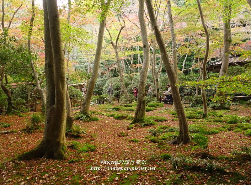 祇王寺 苔庭 樹2