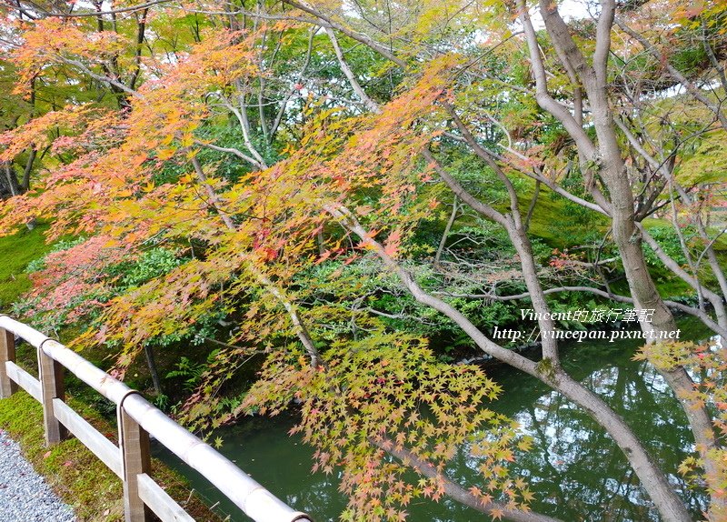 仙洞 紅葉橋紅葉