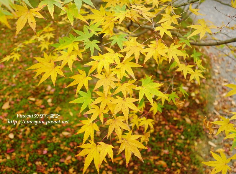 醒花亭 黃葉