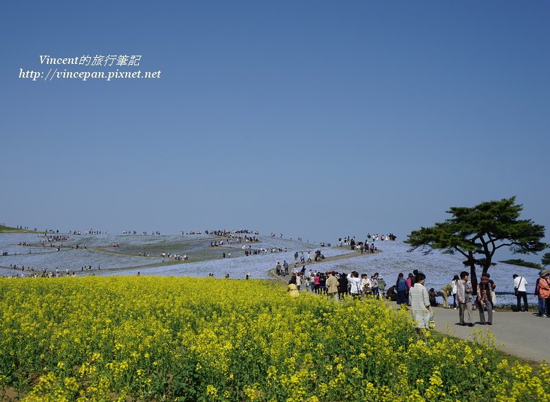 油菜花 松樹