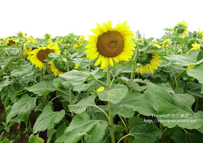 太陽花