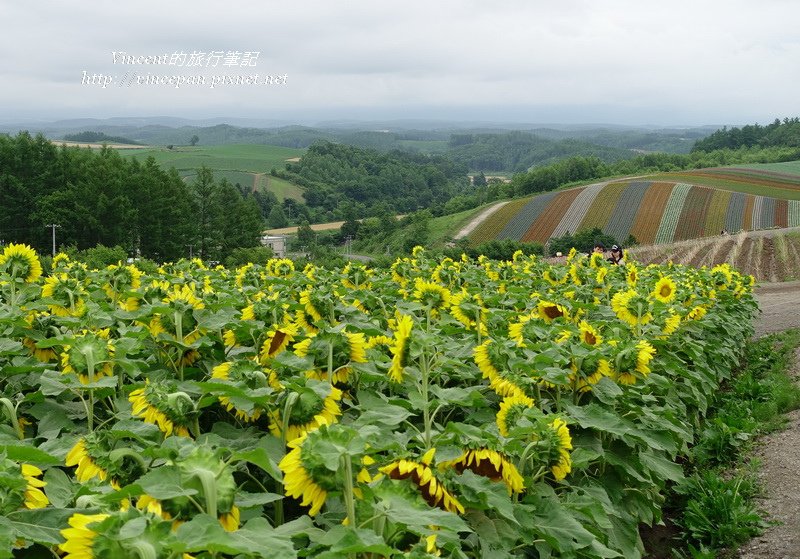 太陽花 花田