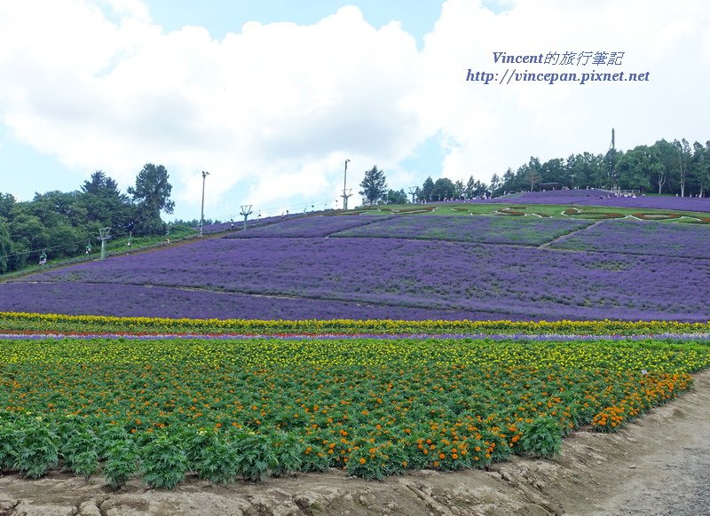 中富良野町營薰衣草園