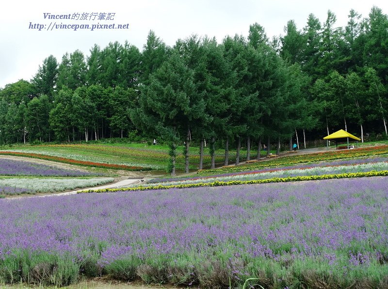 彩香之里 山坡花田