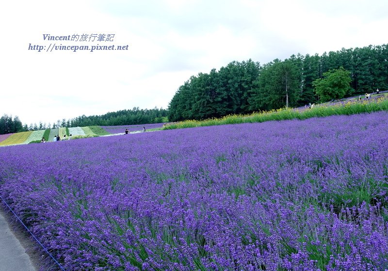 富田農場 薰衣草