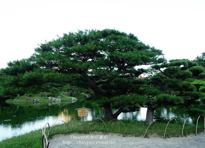 夫婦松