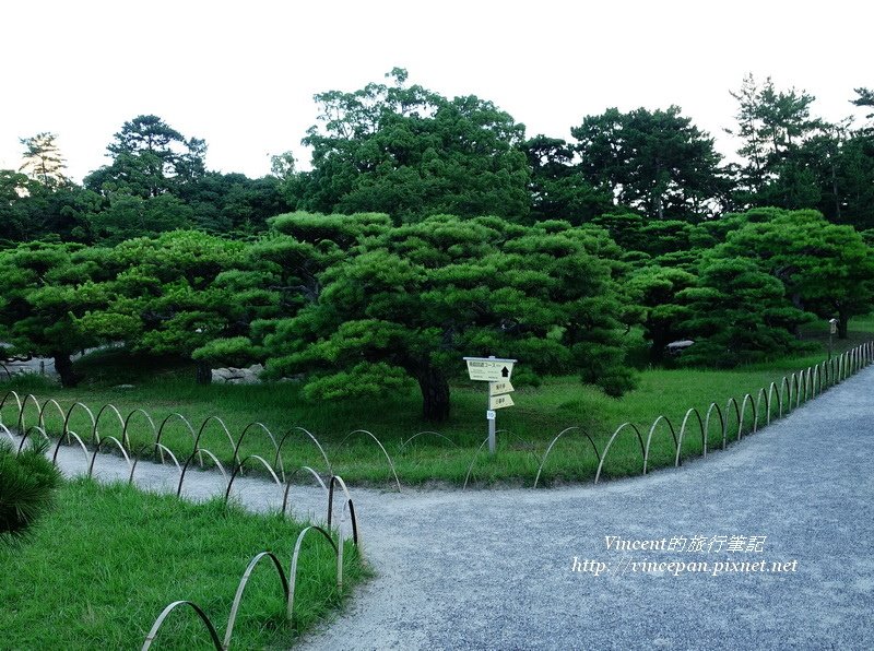 松樹 步道