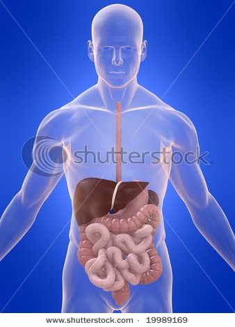 stock-photo-digestive-system-19989169[1].jpg