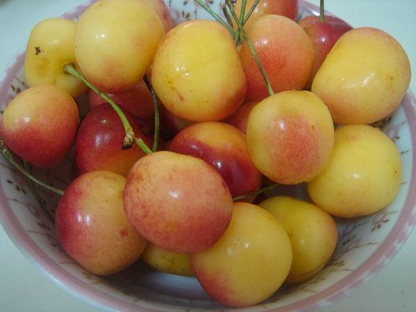 rainier cherry.JPG