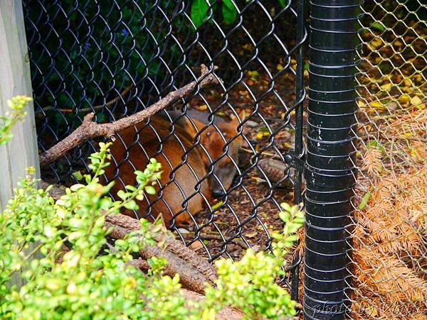 zoo_031