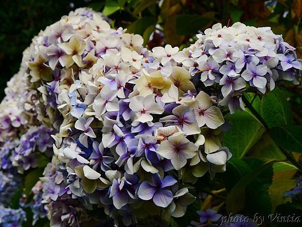 PhotoCap_003
