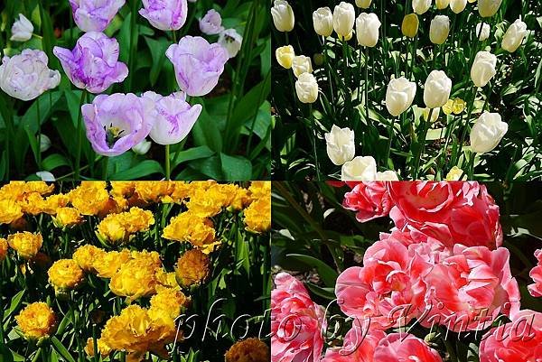 PhotoCap_012