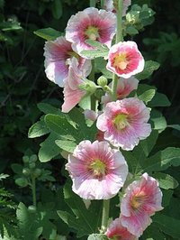 Hollyhock