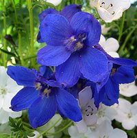 Delphinium