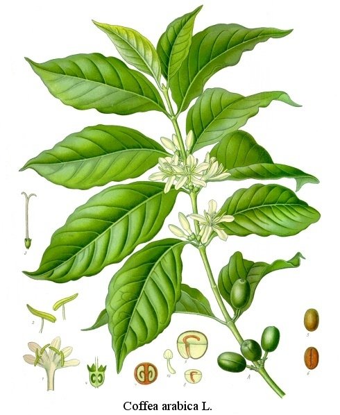 咖啡葉沏茶.jpg