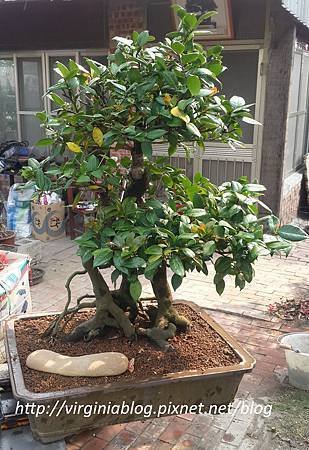 茶花樹 長110cm 寬100cm 高128cm 含花盆150cm高