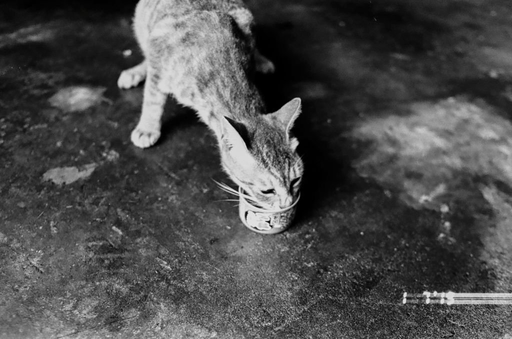 2109-BW-135-GS-Kodak5222-F80-YN35@400-28C-Xtol-1+1-8mins-19.jpg