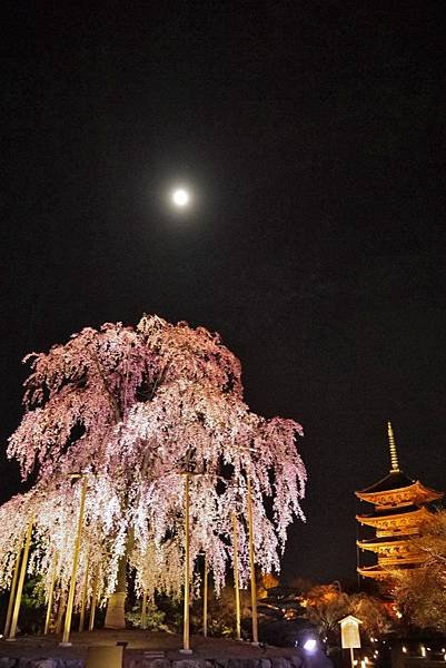 東寺夜櫻-02.jpg