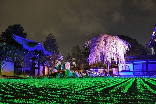 高台寺夜櫻-02.jpg