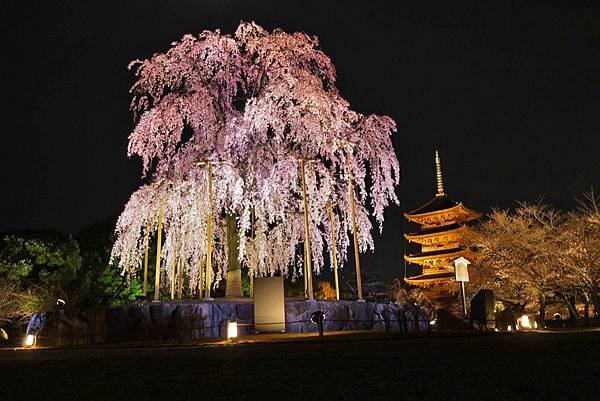 東寺夜櫻-01.jpg